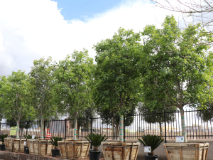 Majestic Ash trees at Moon Valley Nurseries