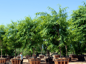 Tipu Tree for sale at Moon Valley Nurseries with Yellow Flowers