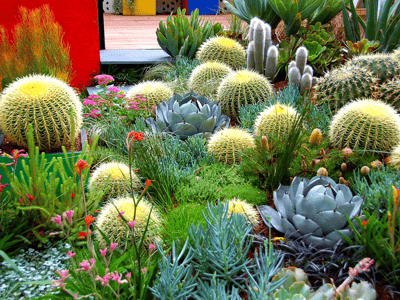 Cacti Clusters with Color and Agaves