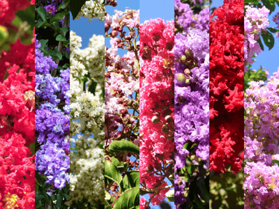 Crape Myrtle Flower Colors