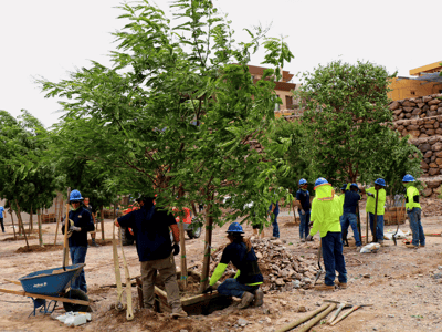 Moon valley nurseries planting Tipu trees at Gene Simmons house