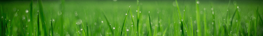 grass banner