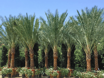 Resort style date palms for sale at Moon Valley Nurseries