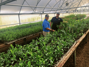 Moon Valley Nurseries farms tree saplings