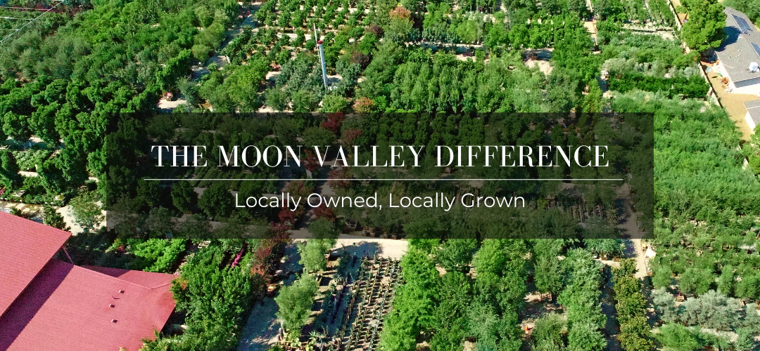 Moon Valley Nursery header