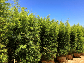 Golden bamboo for sale at Moon Valley Nurseries