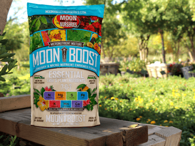 Moon Boost for sale at Moon Valley Nurseries