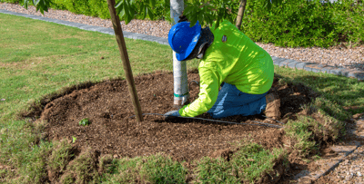 Planting trees with mulch well