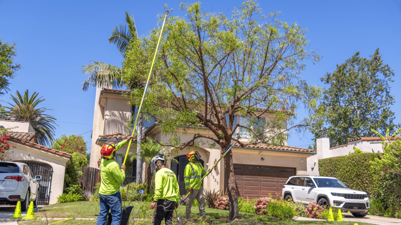 Moon Valley Nurseries Tree Care Team