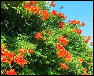 Cape Honeysuckle