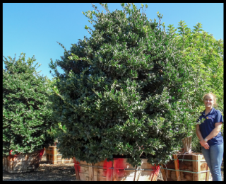 Wax Leaf Privet