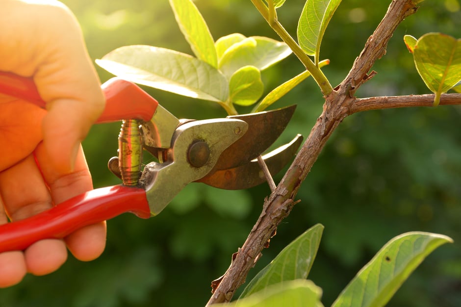 What are the Best Tree-Pruning Methods