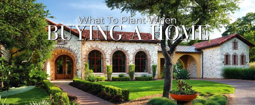 What to Plant When Buying a New Home