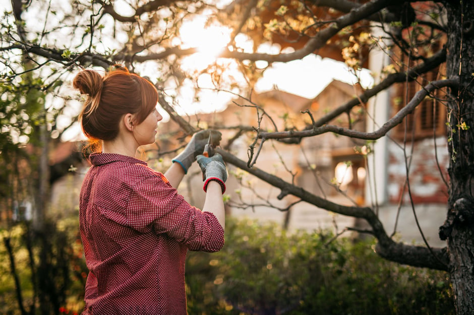 When is the Best Time to Trim Trees