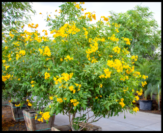 Arizona Yellow Bells - Tecoma Stans