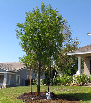 Why We Love Ash Trees in Our Landscape