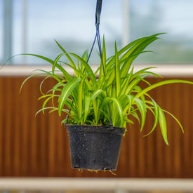 Spider Plant