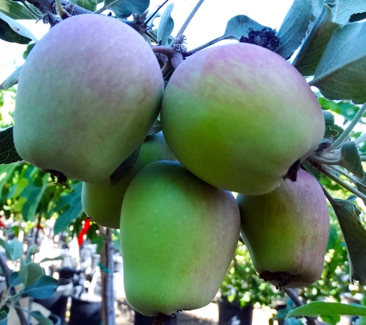 Quick Guide for Low Chill Fruit Trees