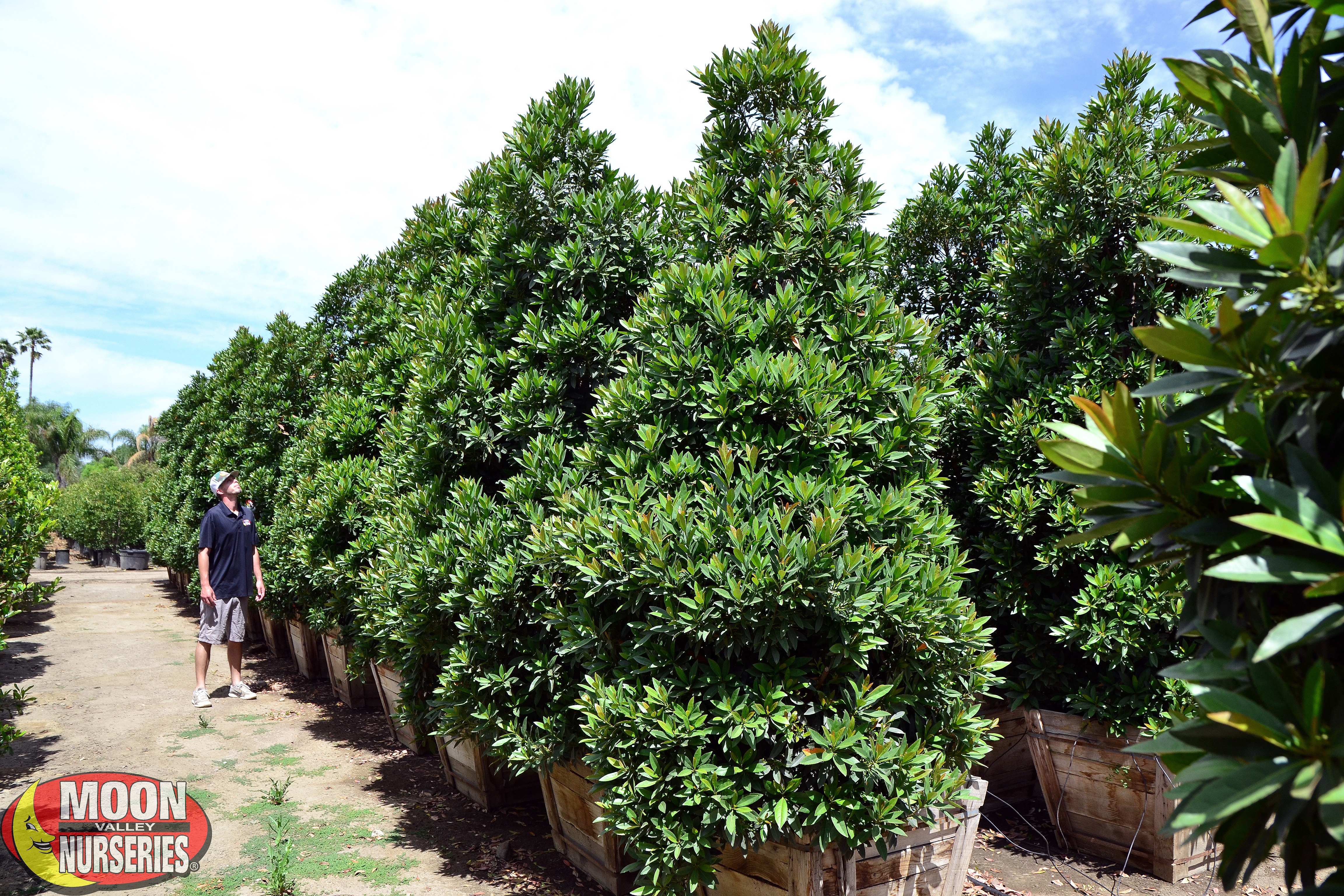 Create Privacy With These 5 Hedges Of Spring Anese Blueberry 1