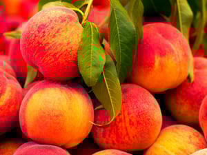 Quick Guide For Low Chill Fruit Trees Quick Guide For Low Chill Fruit Trees