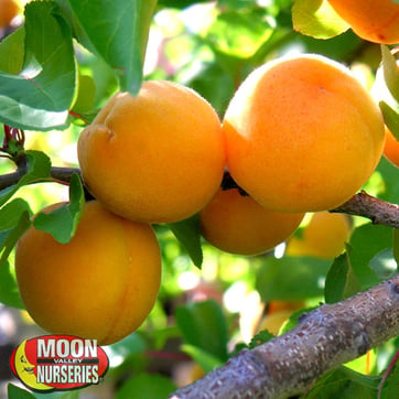 apricot on tree branch