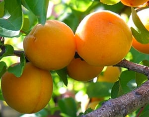 apricots