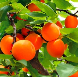 apricots