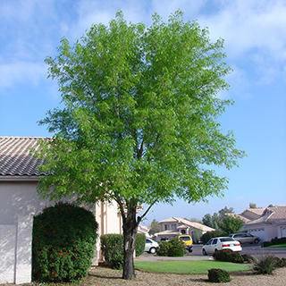 Why We Love Ash Trees in Our Landscape