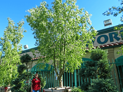 Australian Bottle tree for sale at moon valley nurseries