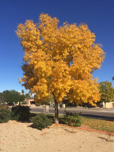 arizona ash tree fall color tree arizona landscape