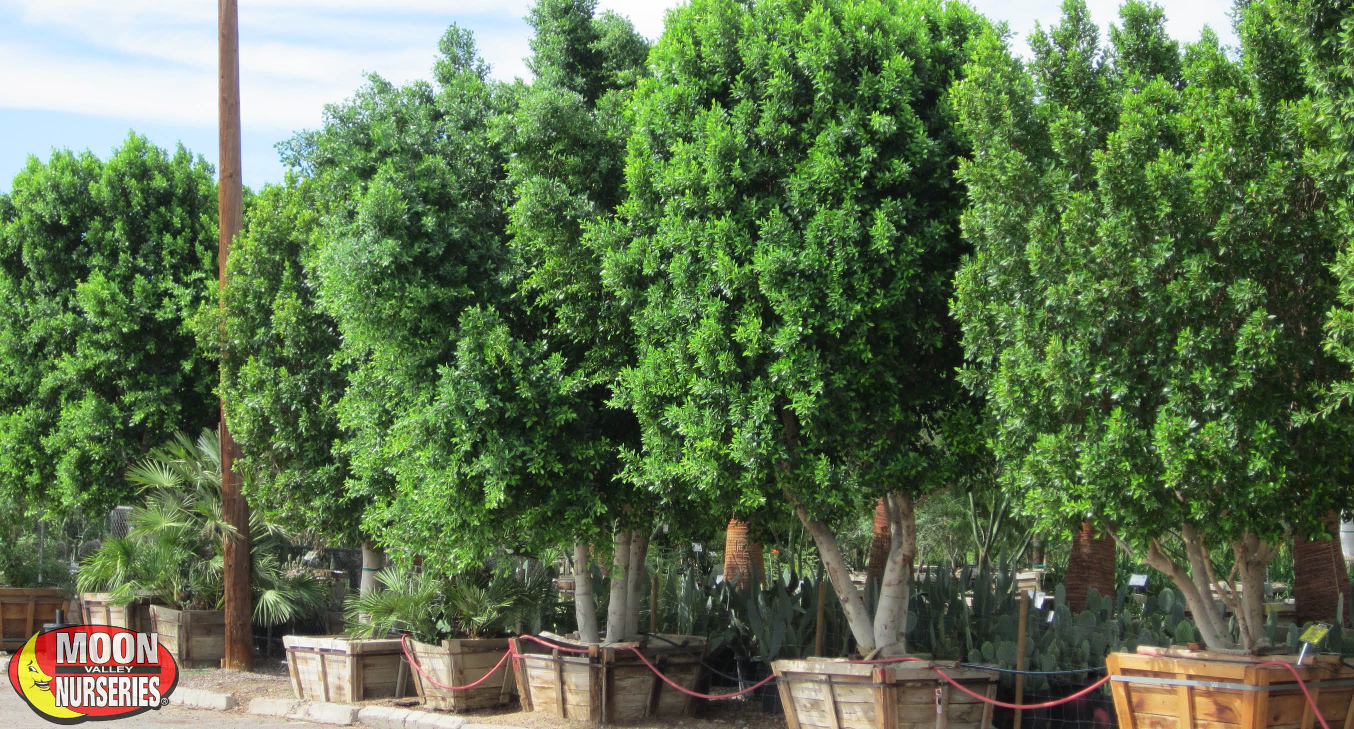 Types of Evergreen Trees