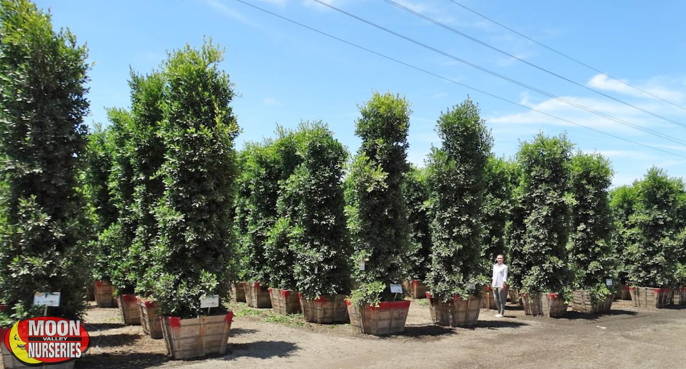 Superior FastGrowing Evergreen Trees