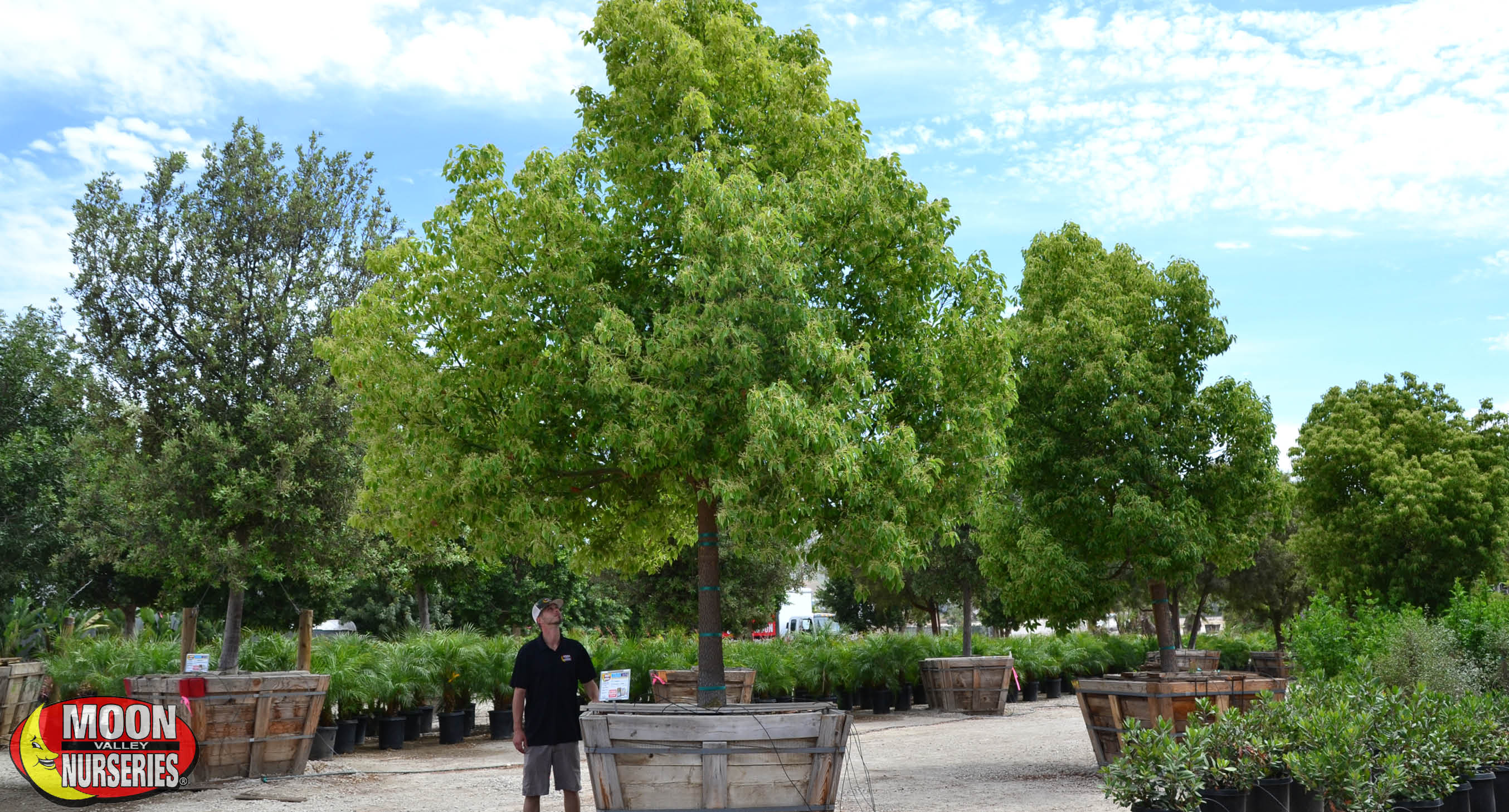 Superior Fast-Growing Evergreen Trees