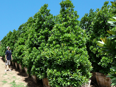 Japanese Blueberry for sale at moon valley nurseries Green Emerald 
