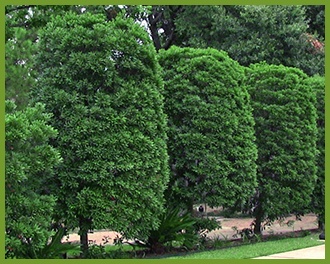 Top 10 Trees Shrubs For A Privacy Hedge Anese Blueberry