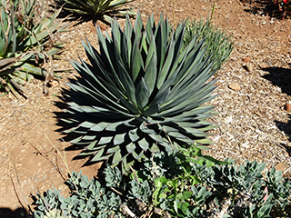 blue_glow_agave