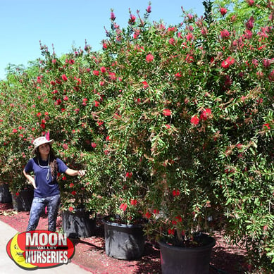 bottlebrush