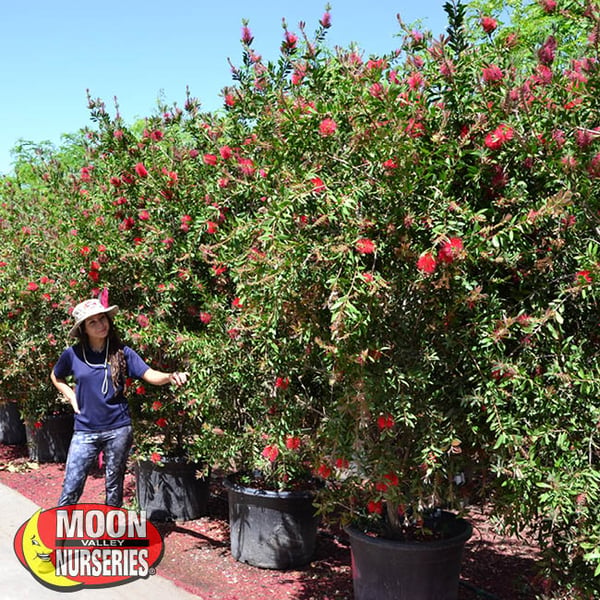 lemon bottlebrush,  moon valley nurseries, landscape design, tree nursery, arizona, hedges