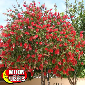 bottlebrush tree