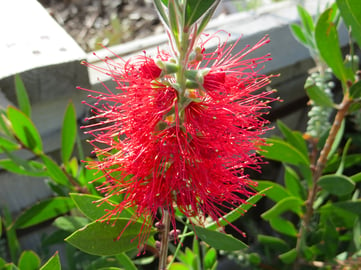 bottlebrush_bloom