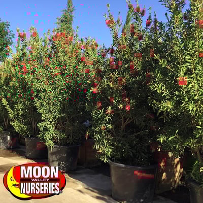 bottlebrush trees for sale at Moon Valley Nurseries