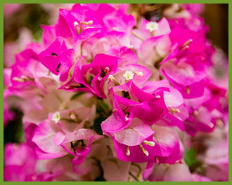 bougainbillea.png