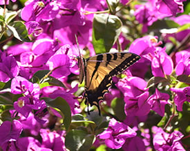 bougainvillea_.png