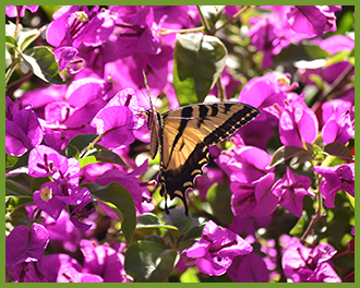 bougainvilleabutterfly.png