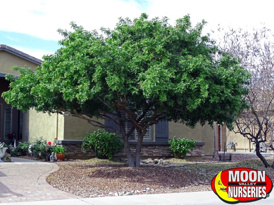 Brazilian Pepper Tree Care Guide Brazilian Pepper 1 Jpg The Is Our Tree