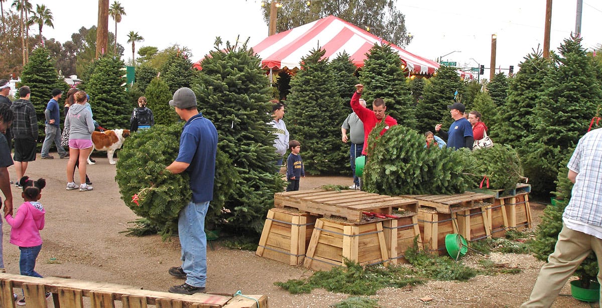 Tips To Picking Out The Perfect Christmas Tree