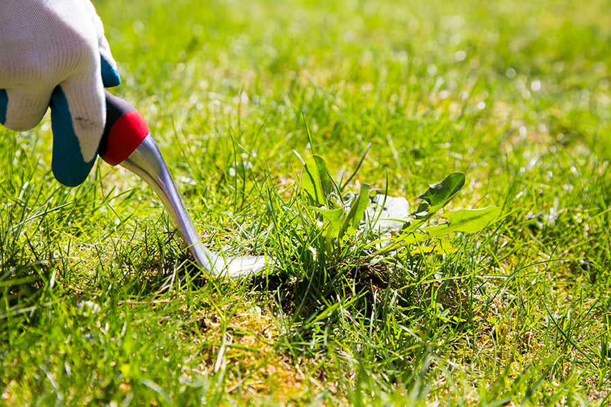 Pre Emergent Herbicides Apply Them Now Pre Emergent Herbicides Apply Them Now
