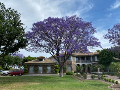 Jacaranda with Purple Flowers