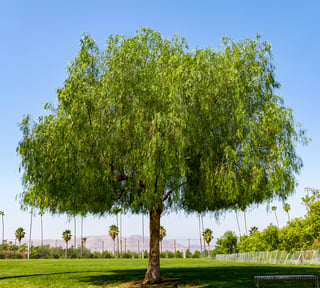 california_pepper_tree