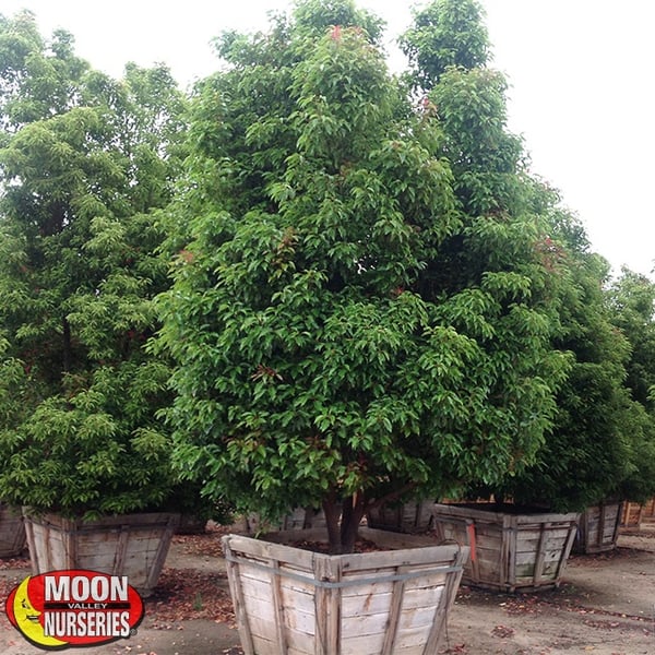 camphor tree in container at nursery